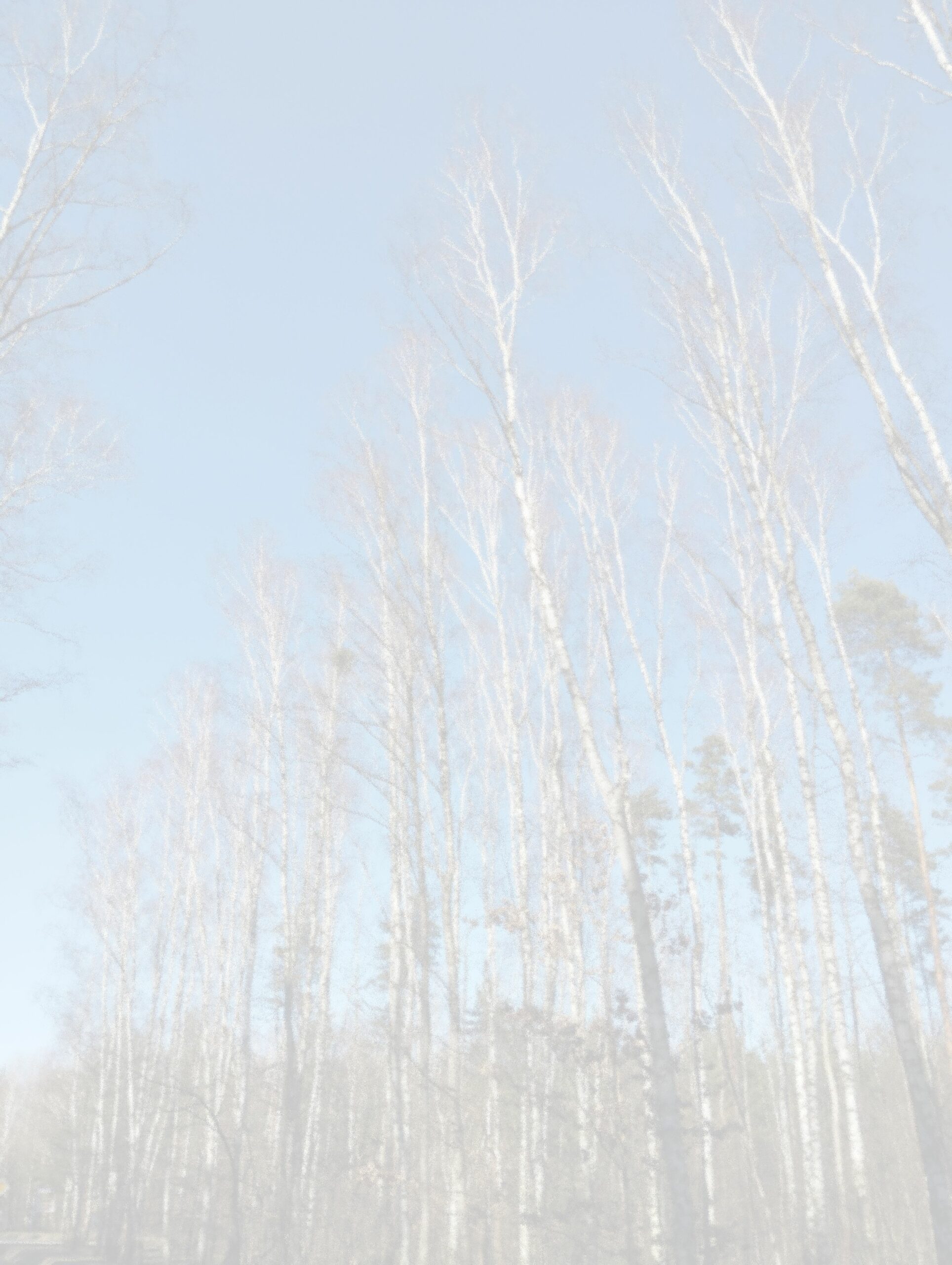 Opis tła strony – pejzaż lasu o zachodzie słońca